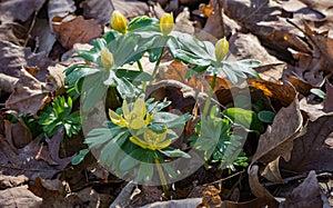 Blooming Winter Aconite Flowers