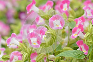 Blooming wishbone flower