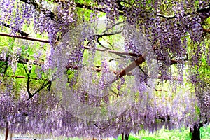 The blooming wisteria