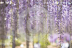 Blooming wisteria flower