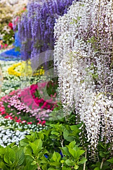 Blooming wisteria flower