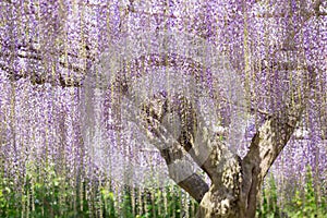 Blooming wisteria flower