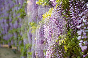 Blooming wisteria flower