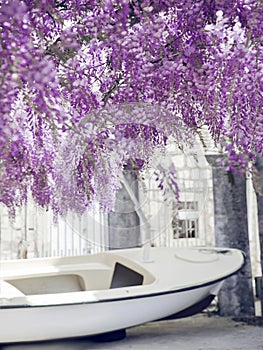 Blooming wisteria flower purple arch background.