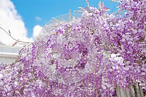 Blooming wisteria flower purple arch over blue sky, nature background.