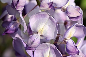 Blooming wisteria flower in spring