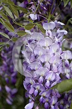 Blooming wisteria flower in spring