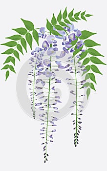 Blooming wisteria with leaves, vector photo