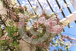 Blooming wisteria lilac vine blossoms climbing along the top of pavilion and its white stone columns on a sunny spring day.