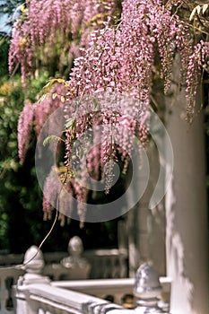Blooming wisteria pink vine blossoms climbing along the top of pavilion and its white stone columns on a sunny spring day. Natural