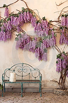 Blooming wisteria plants on a background of a house wall with a bench. Wisteria in full bloom in a peaceful corner of the garden w