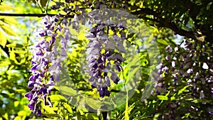 Blooming wisteria are shaken by the wind