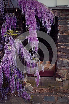 Blooming Wisteria sinensis over the barred entrance
