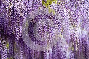 Blooming Wisteria Sinensis with scented classic purple flowersin full bloom in hanging racemes closeup. Garden with