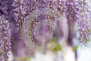 Blooming Wisteria Sinensis with scented classic purple flowersin full bloom in hanging racemes closeup. Garden with