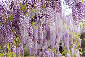 Blooming Wisteria Sinensis with scented classic purple flowersin full bloom in hanging racemes closeup. Garden with