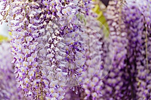 Blooming Wisteria Sinensis with scented classic purple flowersin full bloom in hanging racemes closeup. Garden with