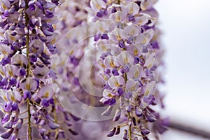 Blooming Wisteria Sinensis with scented classic purple flowersin full bloom in hanging racemes closeup. Garden with