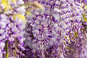 Blooming Wisteria Sinensis with scented classic purple flowersin full bloom in hanging racemes closeup. Garden with