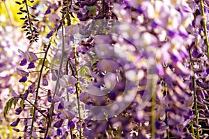 Blooming Wisteria Sinensis with scented classic purple flowersin full bloom in hanging racemes closeup. Garden with