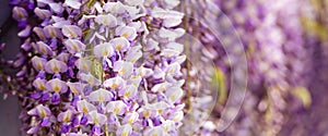 Blooming Wisteria Sinensis with scented classic purple flowersin full bloom in hanging racemes closeup. Garden with