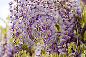 Blooming Wisteria Sinensis with scented classic purple flowersin full bloom in hanging racemes closeup. Garden with