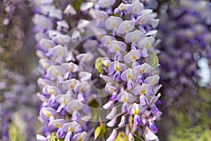 Blooming Wisteria Sinensis with scented classic purple flowersin full bloom in hanging racemes closeup. Garden with