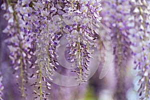 Blooming Wisteria Sinensis with scented classic purple flowersin full bloom in hanging racemes closeup. Garden with