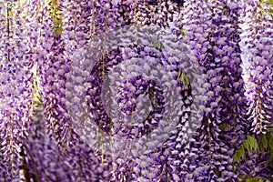 Blooming Wisteria Sinensis with scented classic purple flowersin full bloom in hanging racemes closeup. Garden with