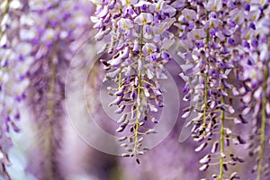 Blooming Wisteria Sinensis with scented classic purple flowersin full bloom in hanging racemes closeup. Garden with