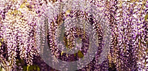 Blooming Wisteria Sinensis with scented classic purple flowersin full bloom in hanging racemes closeup. Garden with