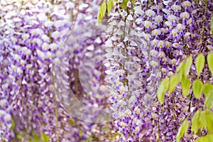 Blooming Wisteria Sinensis with scented classic purple flowersin full bloom in hanging racemes closeup. Garden with