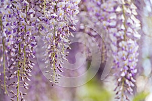 Blooming Wisteria Sinensis with scented classic purple flowersin full bloom in hanging racemes closeup. Garden with