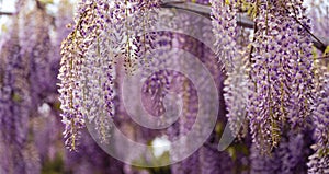 Blooming Wisteria Sinensis with scented classic purple flowersin full bloom in hanging racemes closeup. Garden with