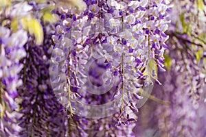 Blooming Wisteria Sinensis with scented classic purple flowersin full bloom in hanging racemes closeup. Garden with