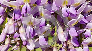 Blooming Wisteria Sinensis with scented classic purple flowersin full bloom in hanging racemes closeup. Garden with