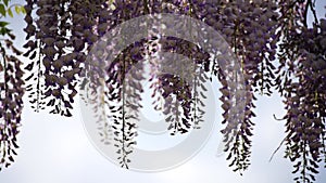 Blooming Wisteria Sinensis with scented classic purple flowersin full bloom in hanging racemes on the wind closeup