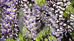 Blooming Wisteria Sinensis with scented classic purple flowersin full bloom in hanging racemes on the wind closeup