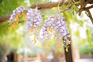 blooming wisteria vines hanging from a tree