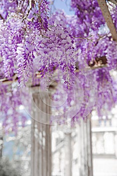 Blooming Wisteria violet flower with white column, spring purple