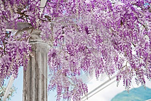 Blooming Wisteria violet flower with white column, spring purple