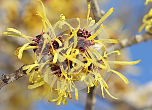 Blooming witch hazel in february