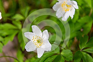 Blooming wood anemone closeup in spring forest
