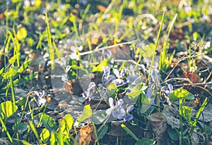 Blooming wood violets