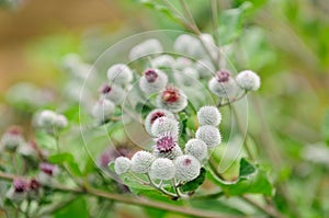 Blooming Woolly Burdock (Arctium Tomentosum) photo