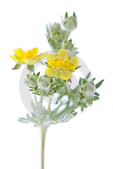 Blooming Wormwood on White Background photo