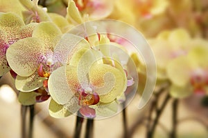 Blooming Yelllow 'Twilight Star' Phalaenopsis Orchid Flowers