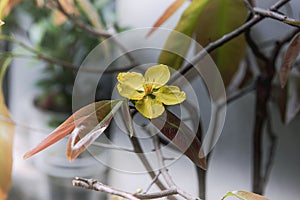 Blooming yellow apricot blossoms - symbol of Tet in Vietnam