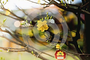 Blooming yellow apricot blossoms - symbol of Tet in Vietnam