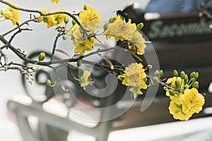 Blooming yellow apricot blossoms - symbol of Tet in Vietnam